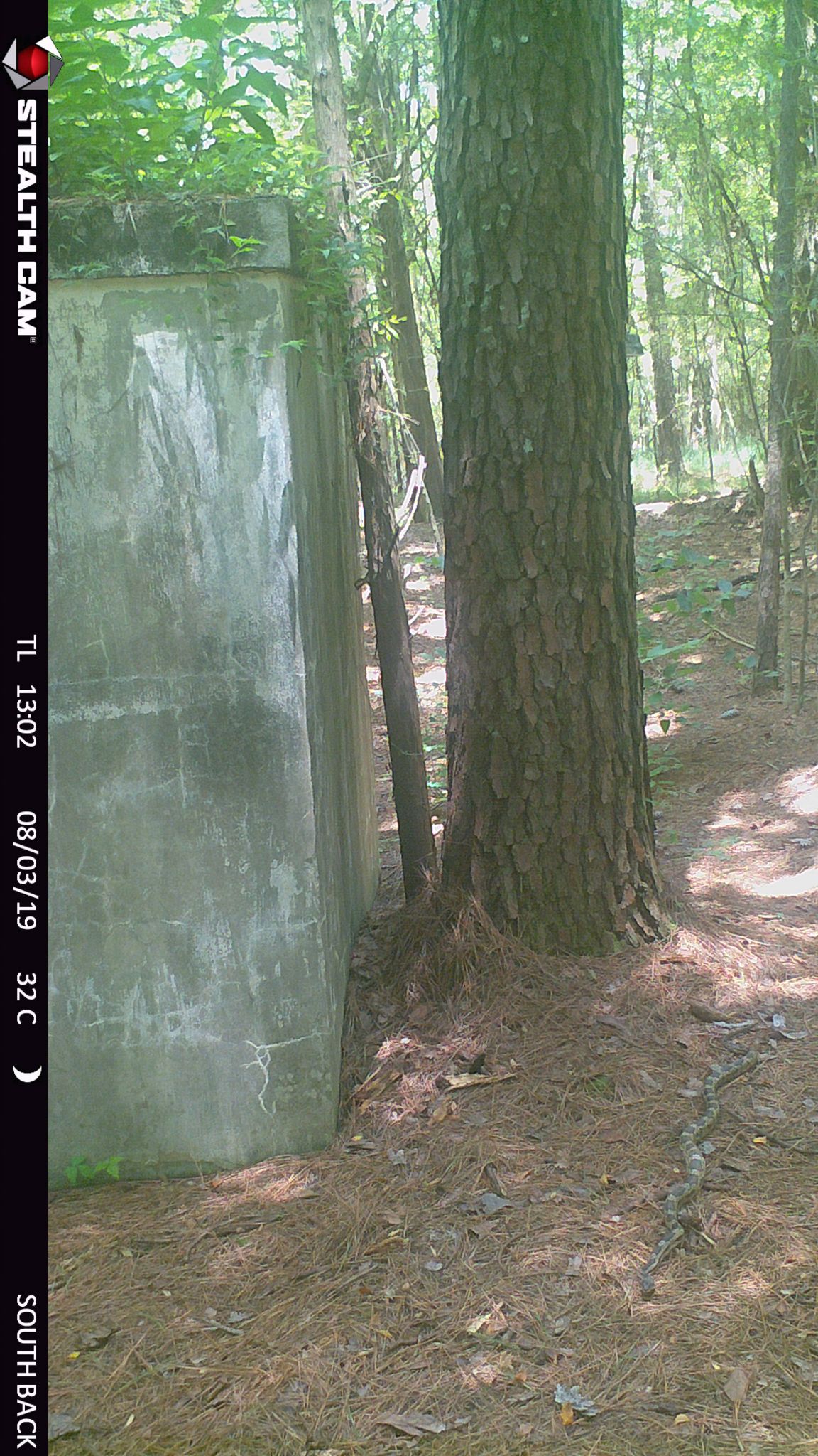 4 departing on ground at back tree